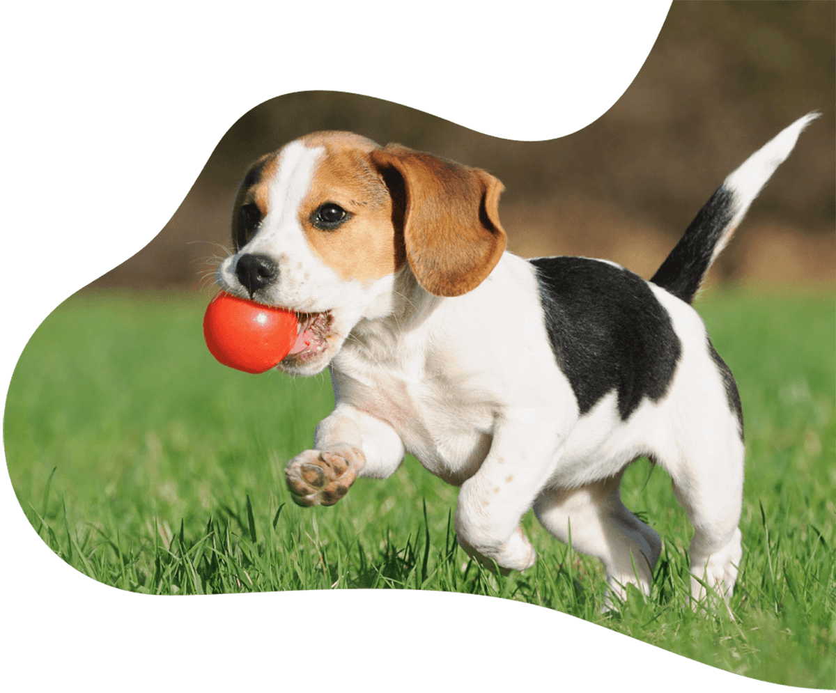 http://pawsitive.bold-themes.com/buddy/wp-content/uploads/sites/2/2019/07/hero_image_01.png